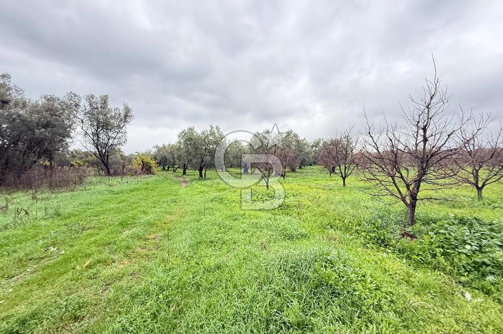 Bursa, Orhangazi, Yeniköy de satılık 9.700m2 Tarla ve zeytinlik