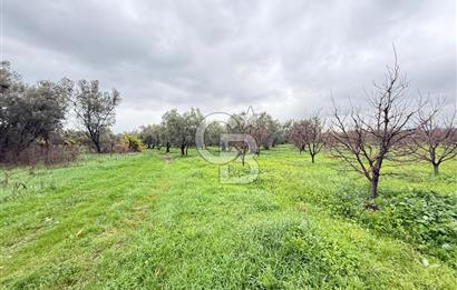 Bursa, Orhangazi, Yeniköy de satılık 9.700m2 Tarla ve zeytinlik