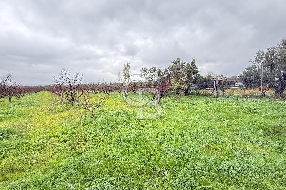 Bursa, Orhangazi, Yeniköy de satılık 9.700m2 Tarla ve zeytinlik