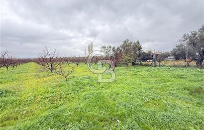 Bursa, Orhangazi, Yeniköy de satılık 9.700m2 Tarla ve zeytinlik