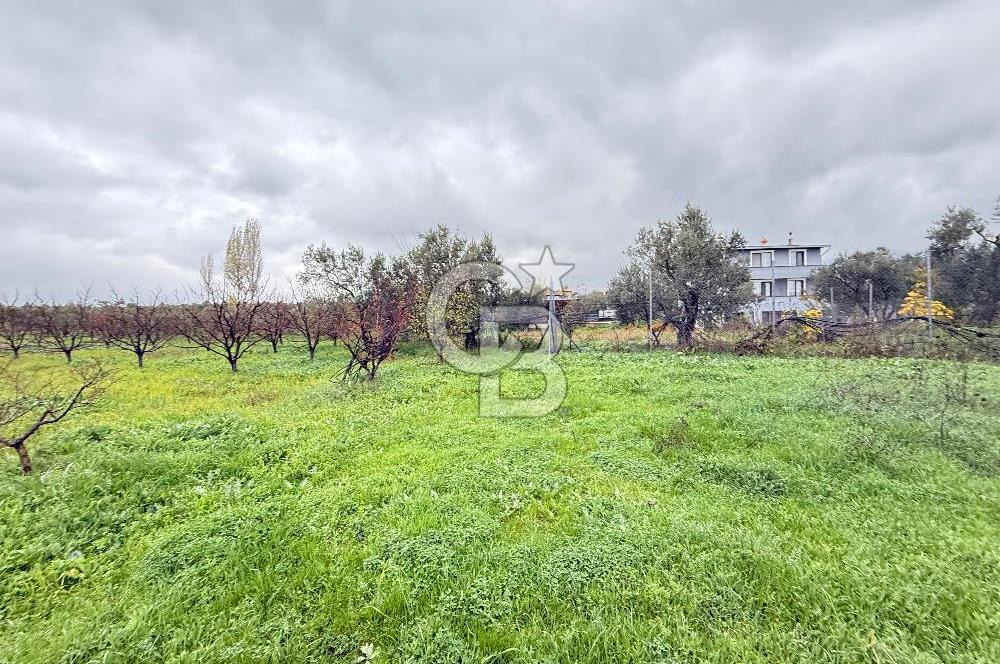 Bursa, Orhangazi, Yeniköy de satılık 9.700m2 Tarla ve zeytinlik