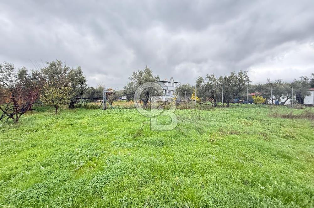 Bursa, Orhangazi, Yeniköy de satılık 9.700m2 Tarla ve zeytinlik