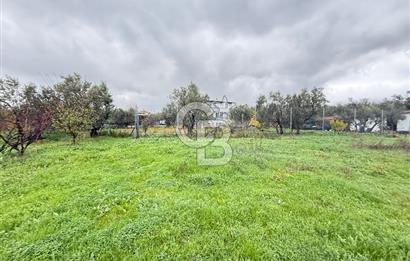 Bursa, Orhangazi, Yeniköy de satılık 9.700m2 Tarla ve zeytinlik