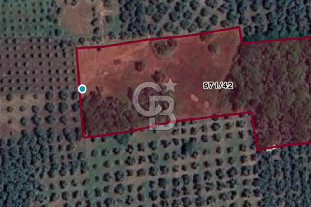 Bursa, Orhangazi, Yeniköy de satılık 9.700m2 Tarla ve zeytinlik