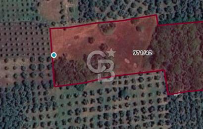 Bursa, Orhangazi, Yeniköy de satılık 9.700m2 Tarla ve zeytinlik