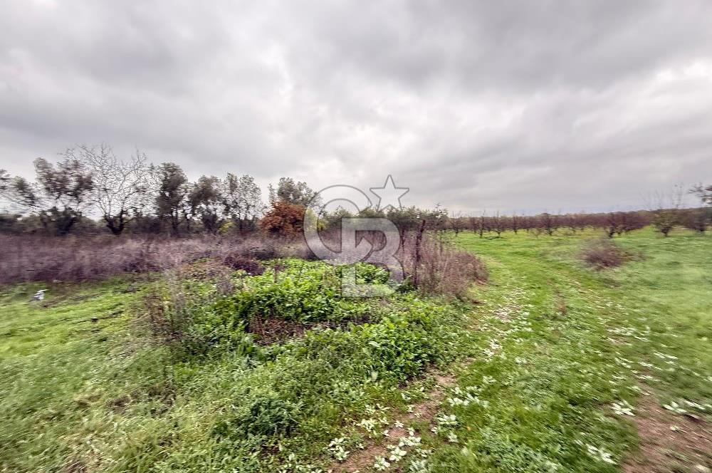 Bursa, Orhangazi, Yeniköy de satılık 9.700m2 Tarla ve zeytinlik