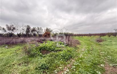 Bursa, Orhangazi, Yeniköy de satılık 9.700m2 Tarla ve zeytinlik