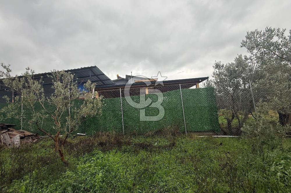 Bursa, Orhangazi, Yeniköy de satılık 9.700m2 Tarla ve zeytinlik