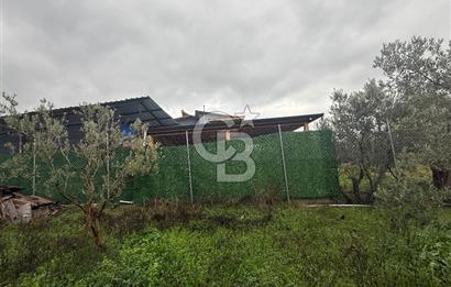 Bursa, Orhangazi, Yeniköy de satılık 9.700m2 Tarla ve zeytinlik