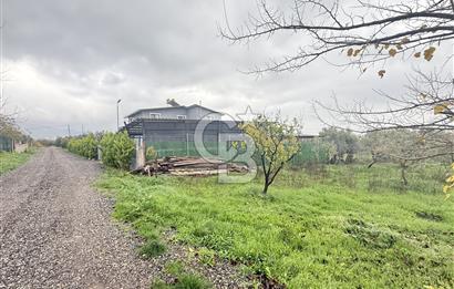 Bursa, Orhangazi, Yeniköy de satılık 9.700m2 Tarla ve zeytinlik