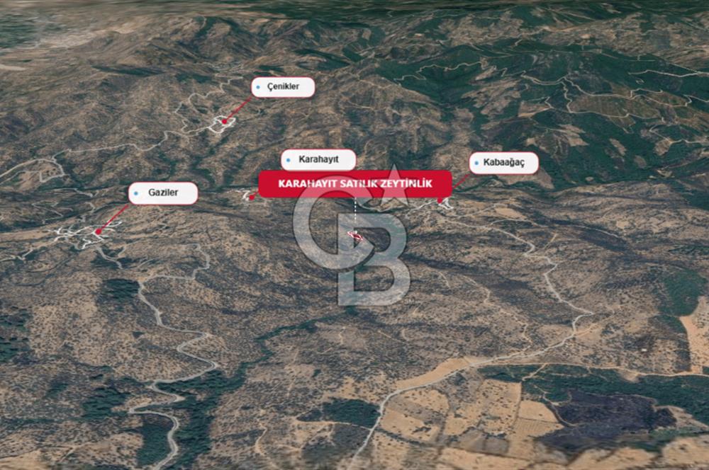 Bayındır Sarıyurt & Karahayıtta Satılık Zeytinlikler