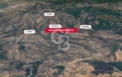 Bayındır Sarıyurt & Karahayıtta Satılık Zeytinlikler