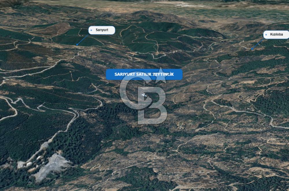 Bayındır Sarıyurt & Karahayıtta Satılık Zeytinlikler