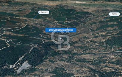 Bayındır Sarıyurt & Karahayıtta Satılık Zeytinlikler