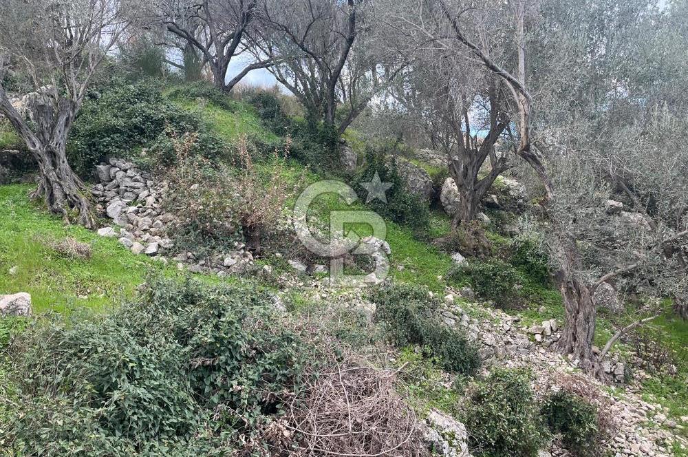 Karaburun Eğlenhocada Deniz&Doğa Manzaralı Zeytin Ağaçlı Tarla