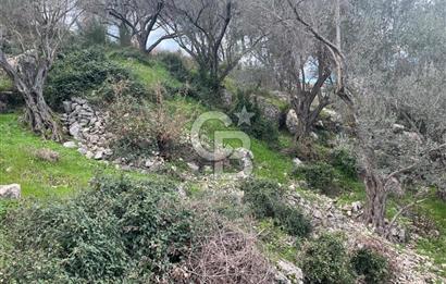 Karaburun Eğlenhocada Deniz&Doğa Manzaralı Zeytin Ağaçlı Tarla
