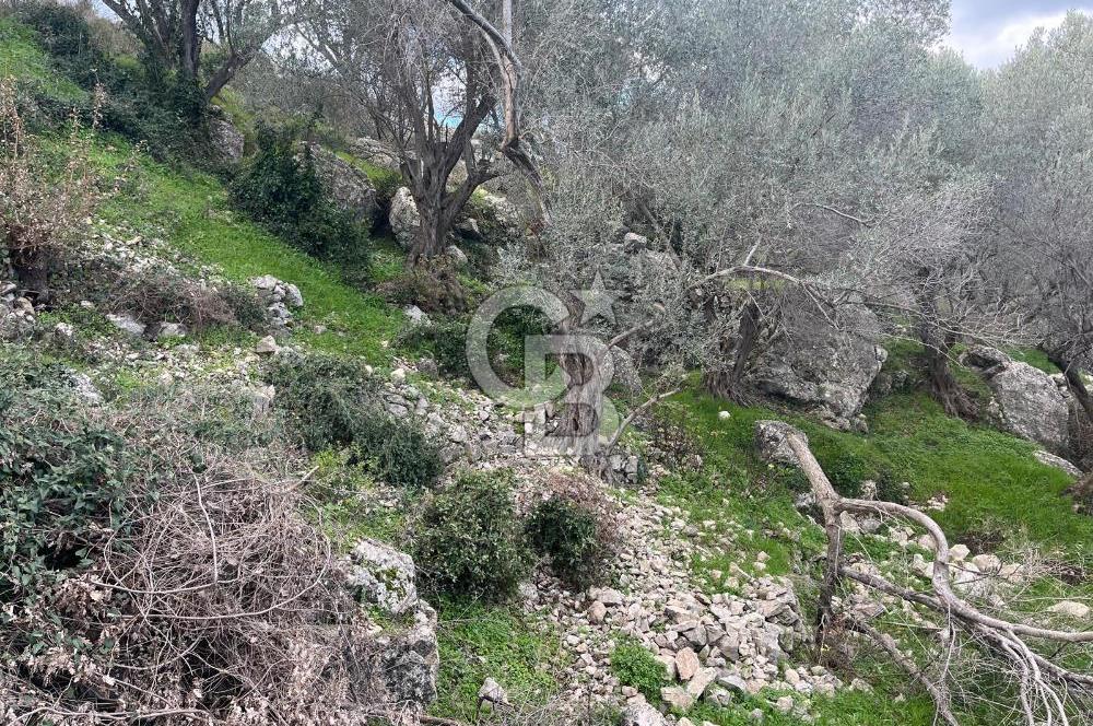 Karaburun Eğlenhocada Deniz&Doğa Manzaralı Zeytin Ağaçlı Tarla