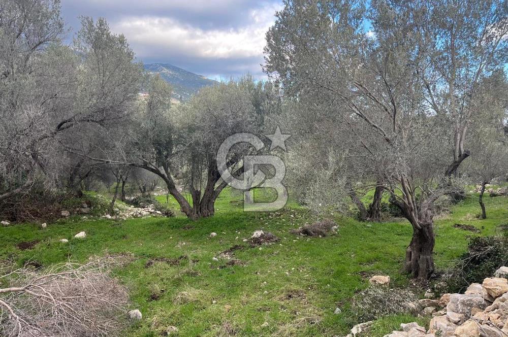 Karaburun Eğlenhocada Deniz&Doğa Manzaralı Zeytin Ağaçlı Tarla