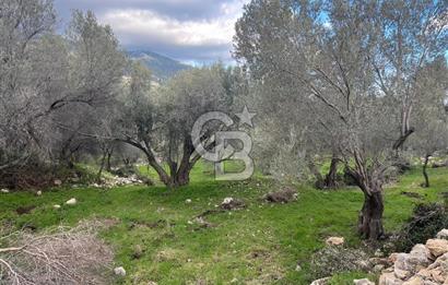 Karaburun Eğlenhocada Deniz&Doğa Manzaralı Zeytin Ağaçlı Tarla