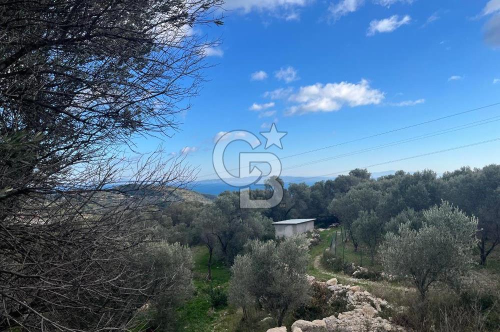 Karaburun Eğlenhocada Deniz&Doğa Manzaralı Zeytin Ağaçlı Tarla