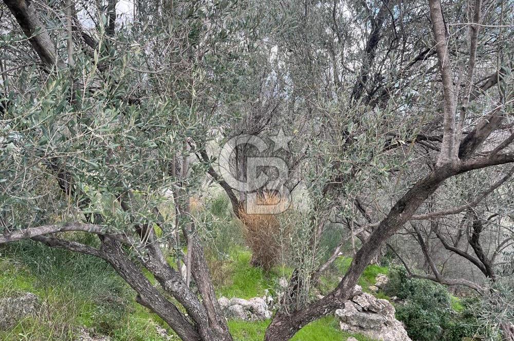 Karaburun Eğlenhocada Deniz&Doğa Manzaralı Zeytin Ağaçlı Tarla