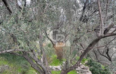 Karaburun Eğlenhocada Deniz&Doğa Manzaralı Zeytin Ağaçlı Tarla