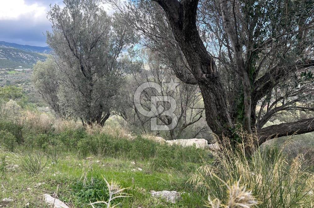 Karaburun Eğlenhocada Deniz&Doğa Manzaralı Zeytin Ağaçlı Tarla