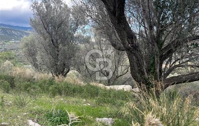Karaburun Eğlenhocada Deniz&Doğa Manzaralı Zeytin Ağaçlı Tarla