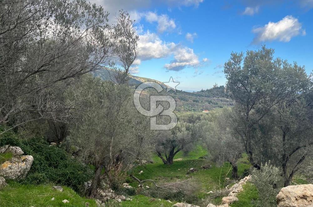 Karaburun Eğlenhocada Deniz&Doğa Manzaralı Zeytin Ağaçlı Tarla