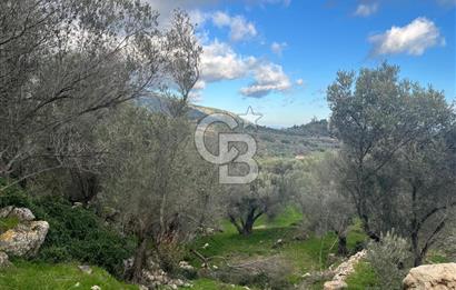 Karaburun Eğlenhocada Deniz&Doğa Manzaralı Zeytin Ağaçlı Tarla