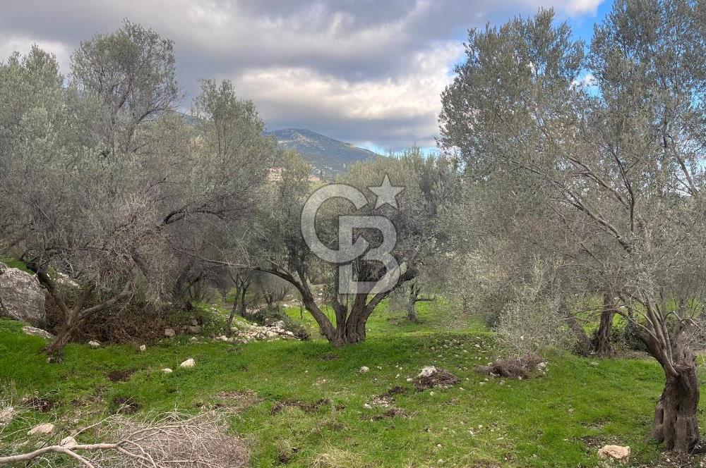 Karaburun Eğlenhocada Deniz&Doğa Manzaralı Zeytin Ağaçlı Tarla