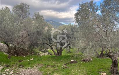 Karaburun Eğlenhocada Deniz&Doğa Manzaralı Zeytin Ağaçlı Tarla