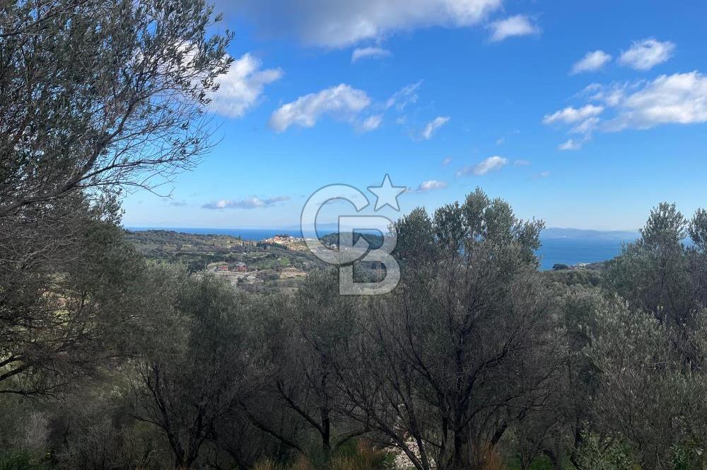 Karaburun Eğlenhocada Deniz&Doğa Manzaralı Zeytin Ağaçlı Tarla