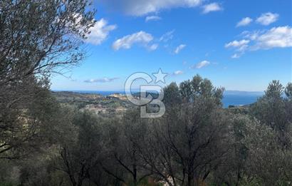 Karaburun Eğlenhocada Deniz&Doğa Manzaralı Zeytin Ağaçlı Tarla