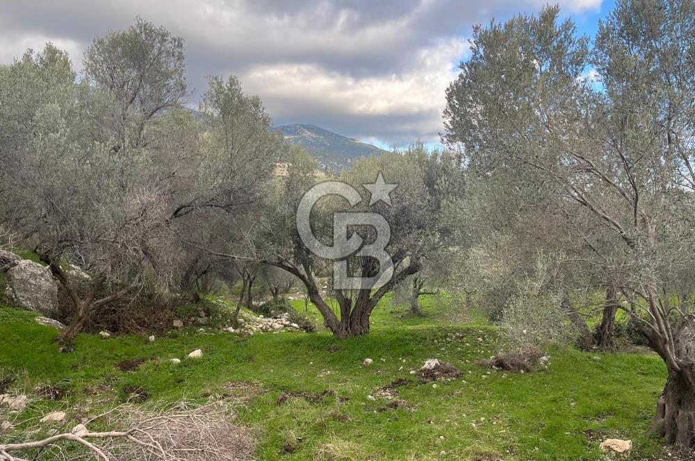Karaburun Eğlenhocada Deniz&Doğa Manzaralı Zeytin Ağaçlı Tarla