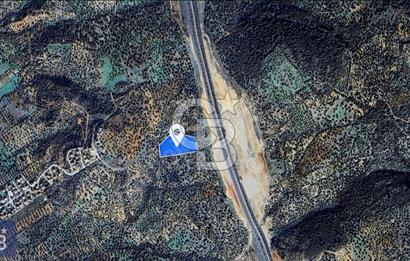 BERGAMA ZEYTİNDAĞ'DA DENİZ MANZARALI ZEYTİNLİK