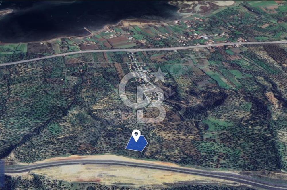 BERGAMA ZEYTİNDAĞ'DA DENİZ MANZARALI ZEYTİNLİK