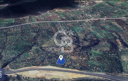 BERGAMA ZEYTİNDAĞ'DA DENİZ MANZARALI ZEYTİNLİK