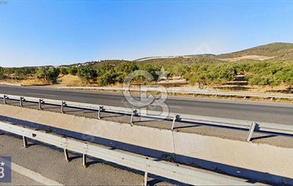 BERGAMA ZEYTİNDAĞ'DA DENİZ MANZARALI ZEYTİNLİK