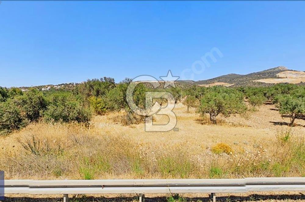 BERGAMA ZEYTİNDAĞ'DA DENİZ MANZARALI ZEYTİNLİK