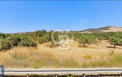 BERGAMA ZEYTİNDAĞ'DA DENİZ MANZARALI ZEYTİNLİK