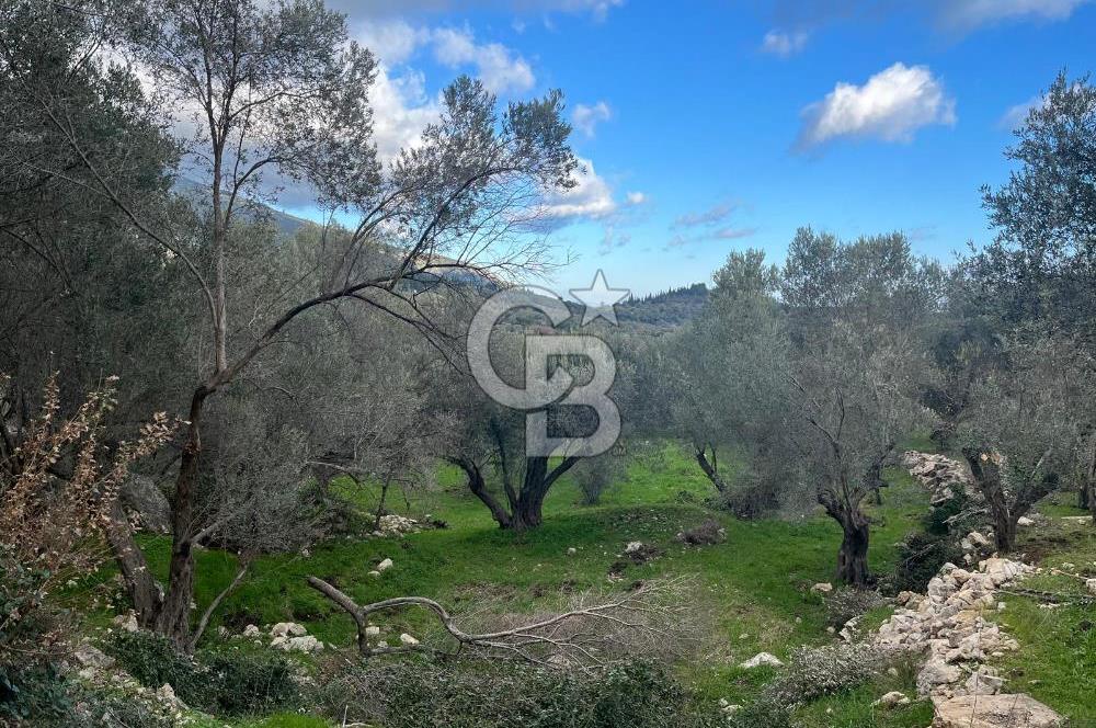 Karaburun Eğlenhocada Deniz&Doğa Manzaralı Zeytin Ağaçlı Tarla