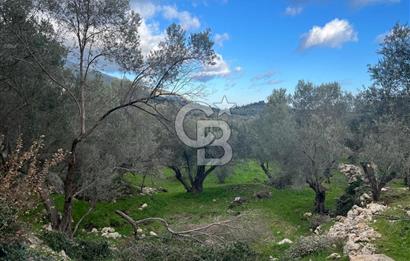 Karaburun Eğlenhocada Deniz&Doğa Manzaralı Zeytin Ağaçlı Tarla