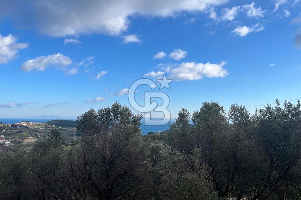 Karaburun Eğlenhocada Deniz&Doğa Manzaralı Zeytin Ağaçlı Tarla