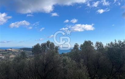 Karaburun Eğlenhocada Deniz&Doğa Manzaralı Zeytin Ağaçlı Tarla