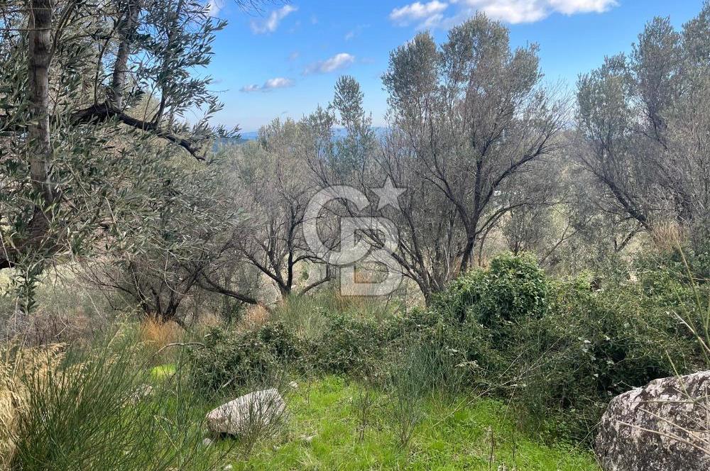 Karaburun Eğlenhocada Deniz&Doğa Manzaralı Zeytin Ağaçlı Tarla