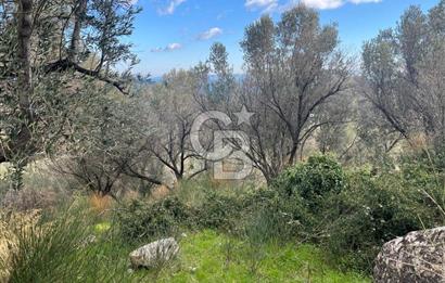 Karaburun Eğlenhocada Deniz&Doğa Manzaralı Zeytin Ağaçlı Tarla
