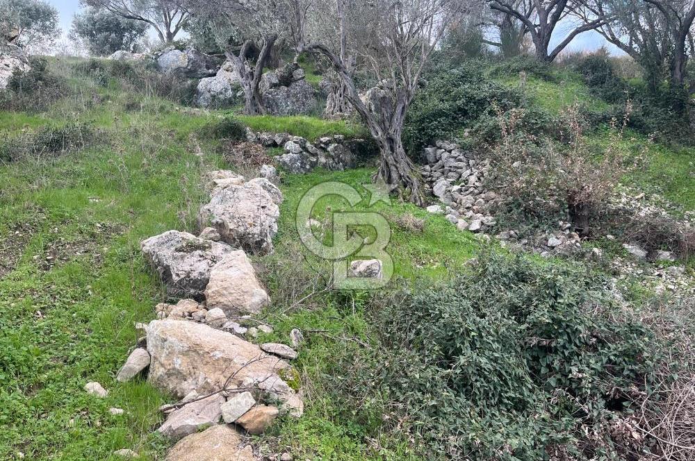 Karaburun Eğlenhocada Deniz&Doğa Manzaralı Zeytin Ağaçlı Tarla