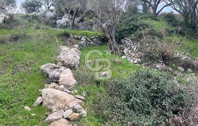 Karaburun Eğlenhocada Deniz&Doğa Manzaralı Zeytin Ağaçlı Tarla