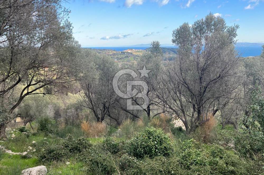 Karaburun Eğlenhocada Deniz&Doğa Manzaralı Zeytin Ağaçlı Tarla
